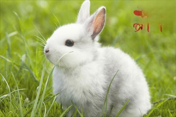 兔子冻伤的预防和治疗方法