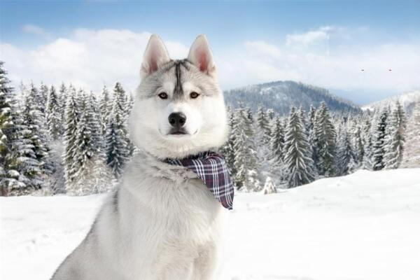 阿拉斯加雪橇犬和哈士奇有什么区别