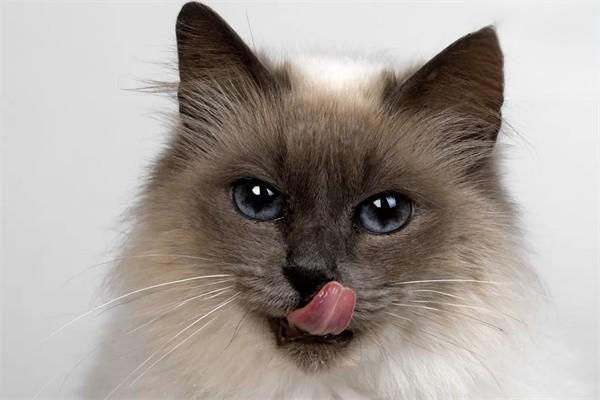 給貓咪飼喂益生菌的注意事項