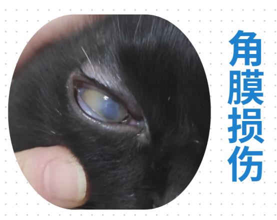 貓咪突然單隻眼睛流淚