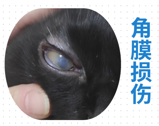 猫咪突然单只眼睛流泪