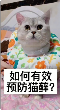 如何有效预防猫癣？