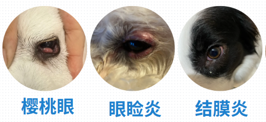 狗狗眼睛红是怎么回事