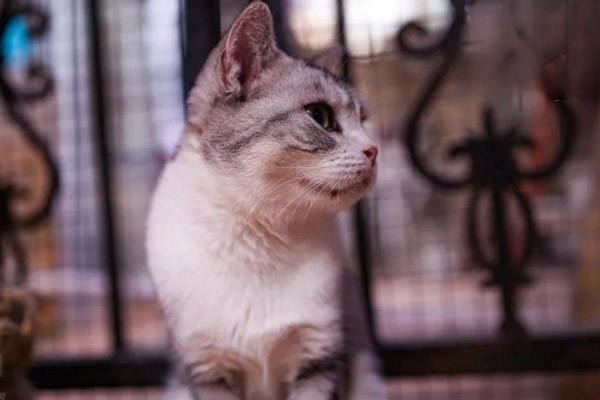 猫咪喂食常见的误区