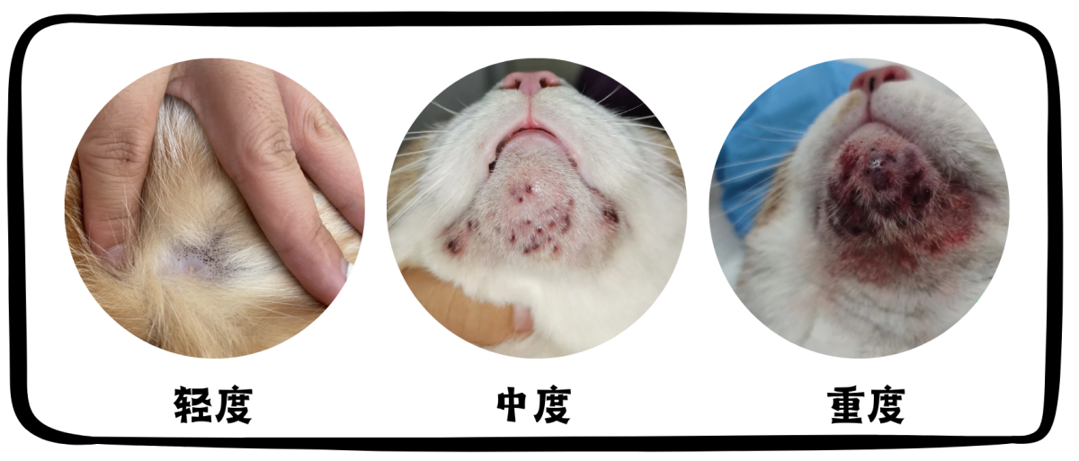 猫咪毛囊炎症状图片