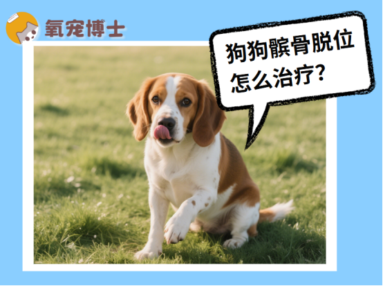 狗狗髌骨脱位怎么办？手术or保守治疗怎么选？