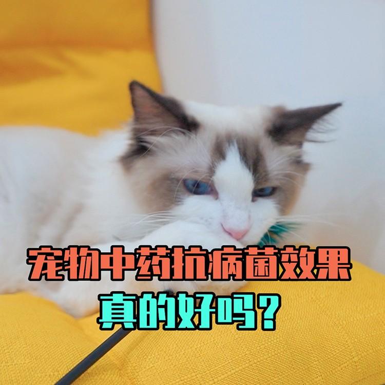 寵物貓狗感冒吃中藥效果好嗎？