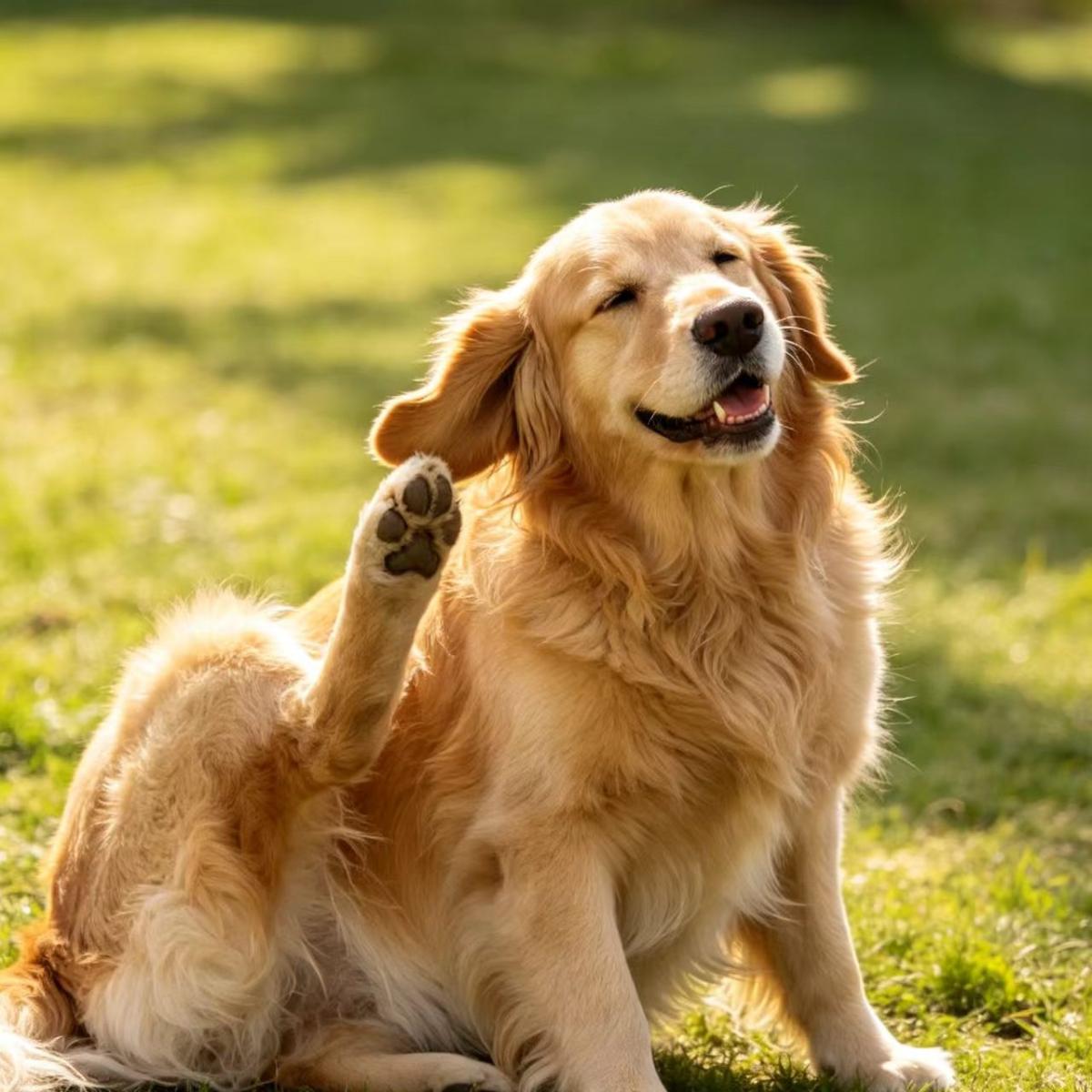 犬猫总是抓痒、掉毛、有皮屑，到底是怎么了？
