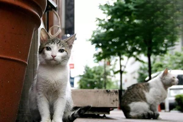 猫咪流口水是怎么回事