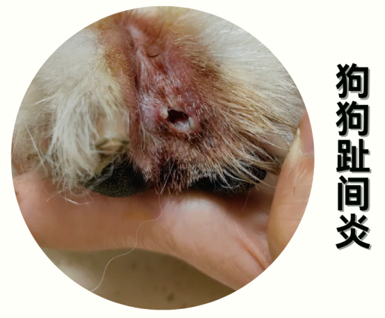 狗狗趾间炎
