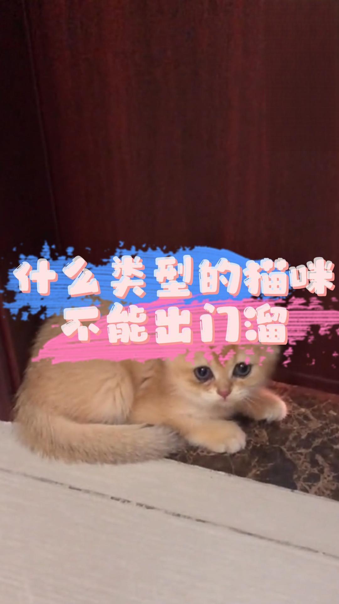 什么类型的猫咪不能出门遛？