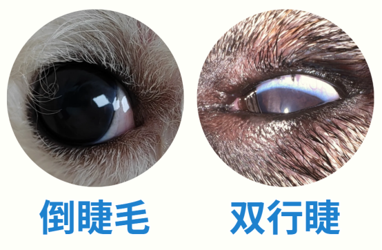 狗狗倒睫毛怎么处理？