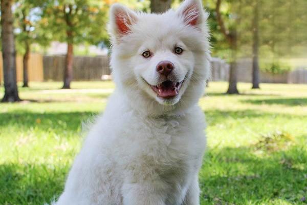 犬乳腺肿瘤症状