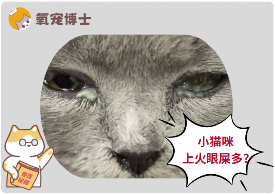 小猫咪有眼屎不一定是上火！这几种情况要及时就医