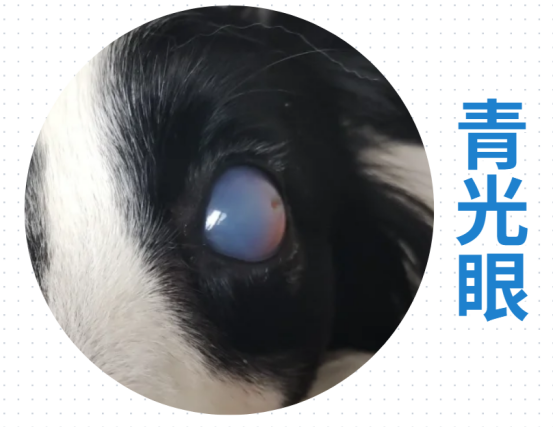 狗狗一只眼睛半眯着流眼泪怎么办？