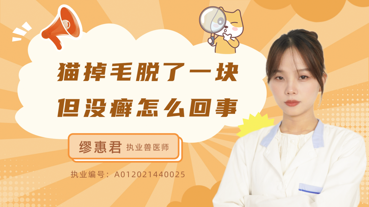 猫掉毛秃了一块但没癣是怎么回事？