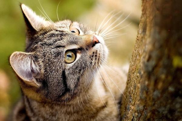 帮助猫咪减肥的方法有哪些？