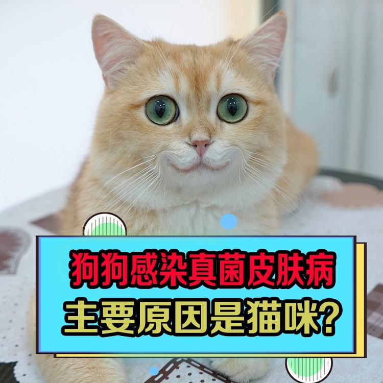 狗狗感染真菌皮肤病，主要原因是猫咪？