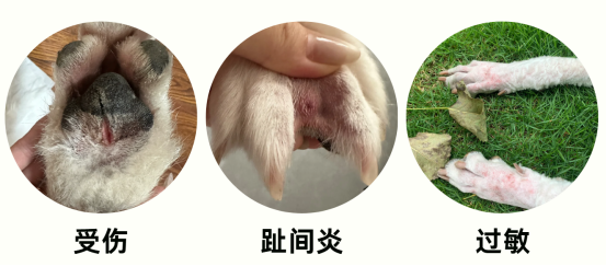 狗狗一直舔自己的爪子的原因