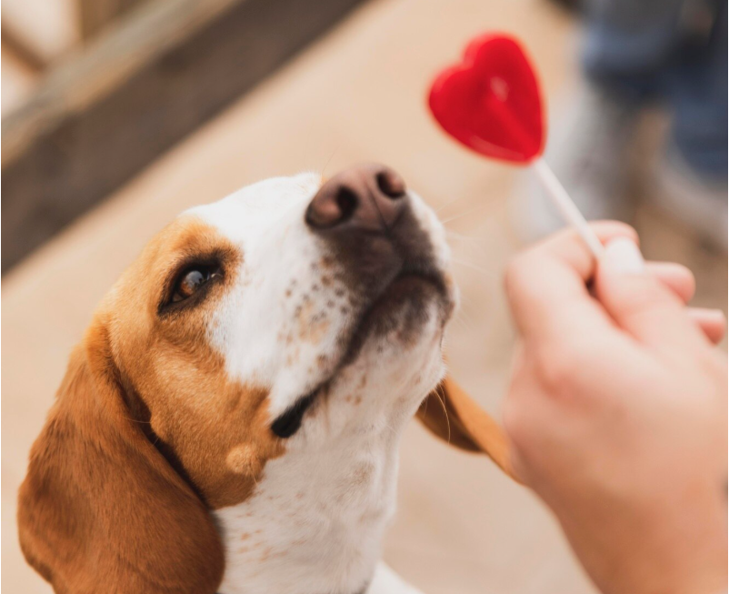 宠物辅酶Q10什么牌子更实用？哪些犬猫需要补？