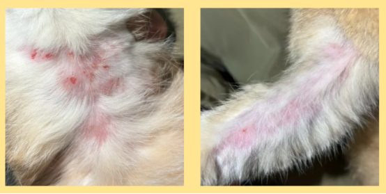 猫挠痒痒的原因