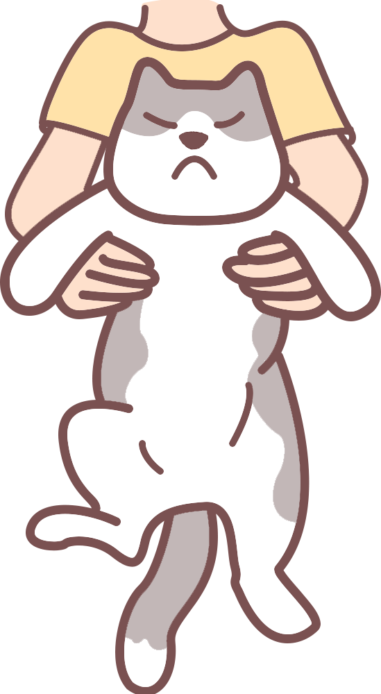 猫咪换新环境后不吃东西