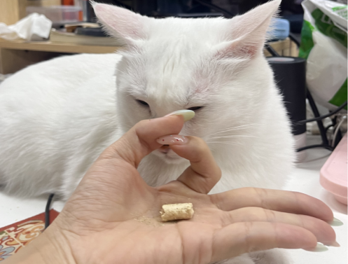 猫咪智商测试