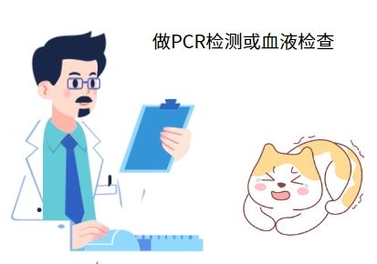 幼猫患上猫鼻支用什么药最有效？