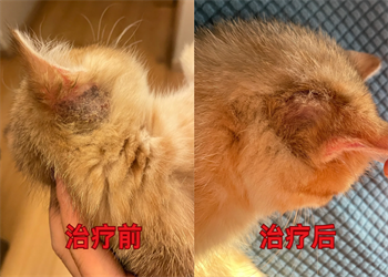 猫癣用什么软膏效果好？