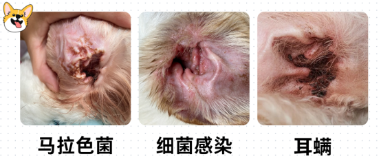 狗狗耳朵痒一直甩头怎么回事？
