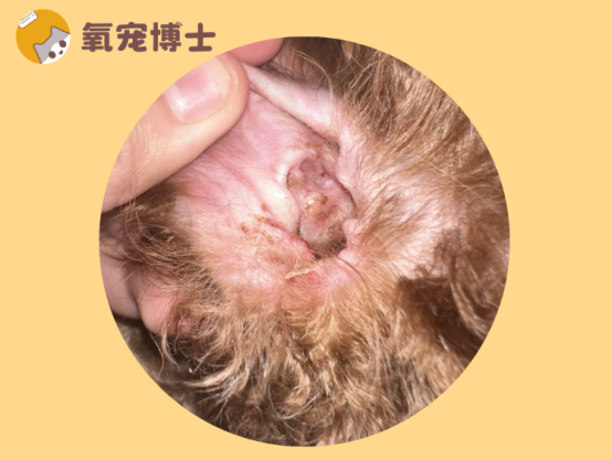 狗狗耳朵里面有咖啡色脏东西？3步判断原因