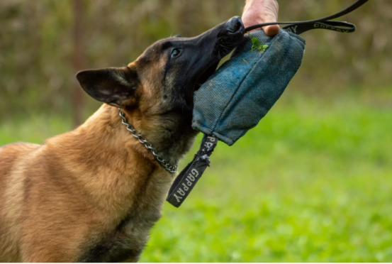 军犬和警犬有什么区别？