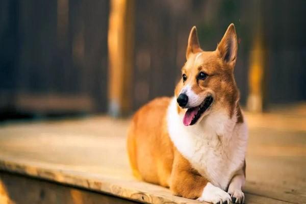 狗狗心肌炎的常见原因及急救方法