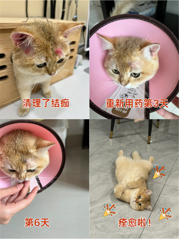 猫癣用什么药？