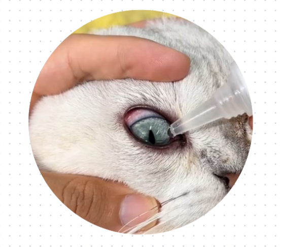 猫咪眼睛发炎用什么药？