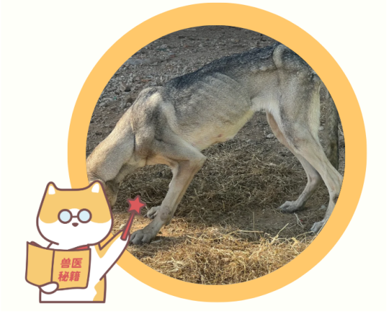 狗狗體內(nèi)有蟲的癥狀