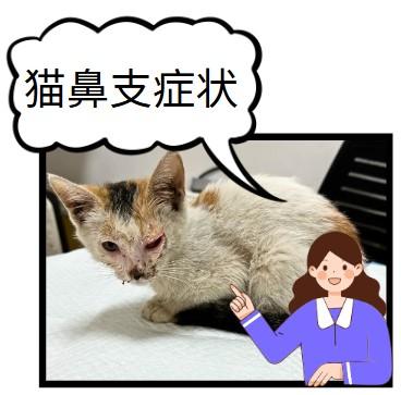 猫鼻支来袭，症状表现大盘点