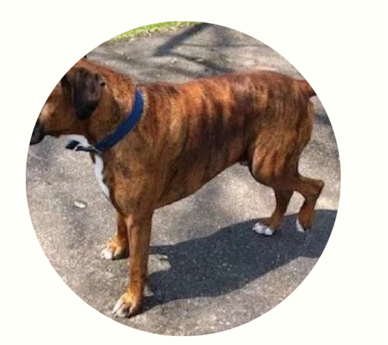 狗狗走一会儿就坐下