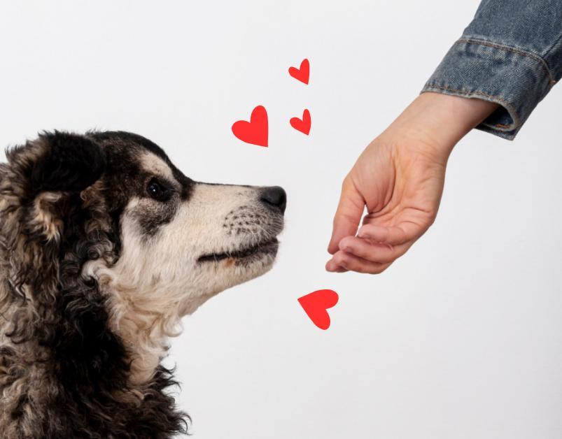 哪款宠物辅酶Q10更安全有效？