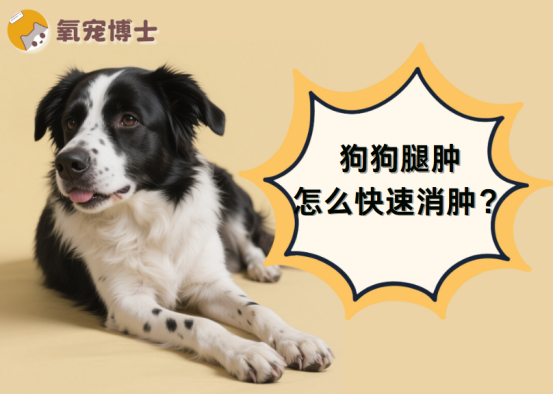 狗狗腿肿怎么消肿最快？