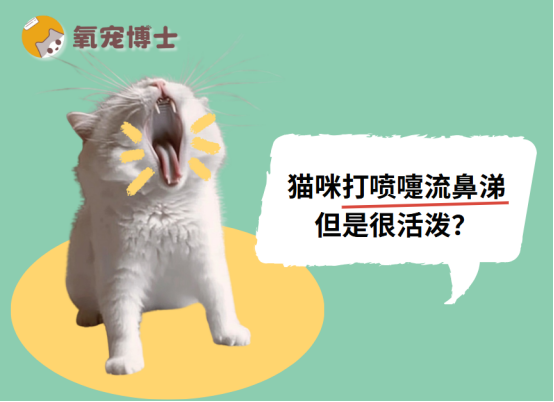 猫咪打喷嚏流鼻涕但是很活泼