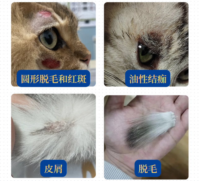 猫身上的癣长什么样？