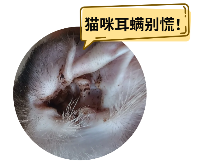 猫咪耳螨怎么治疗？