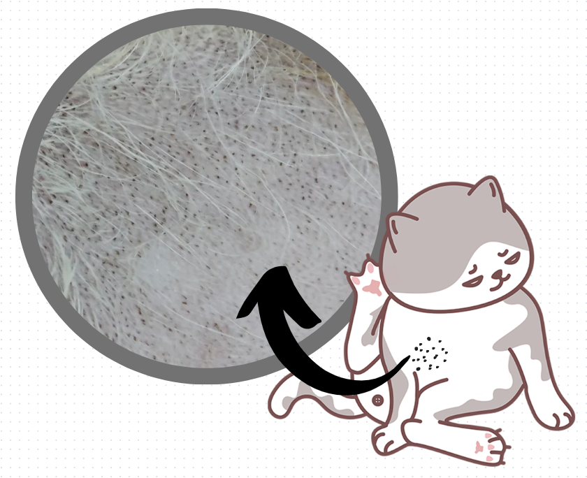 猫咪皮肤上有很多黑点点是怎么回事？