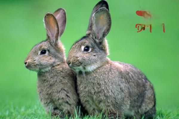 家养兔子应该选用什么饲料？