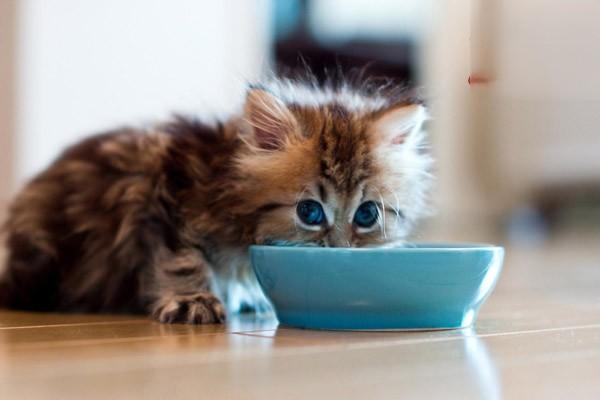 猫咪吃剩一点猫粮