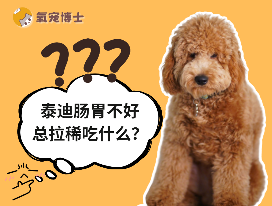 泰迪狗肠胃脆弱总拉稀