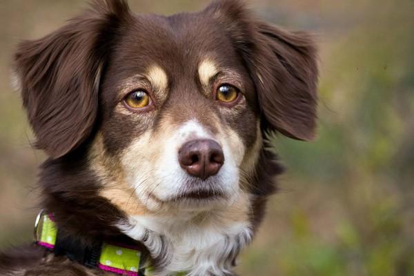 波士顿梗犬和法斗的区别