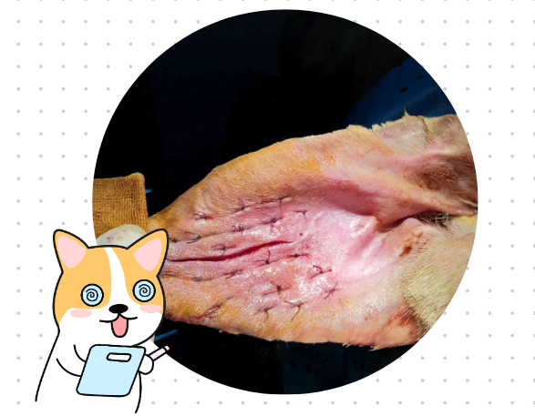 狗狗耳血腫怎麼治療？