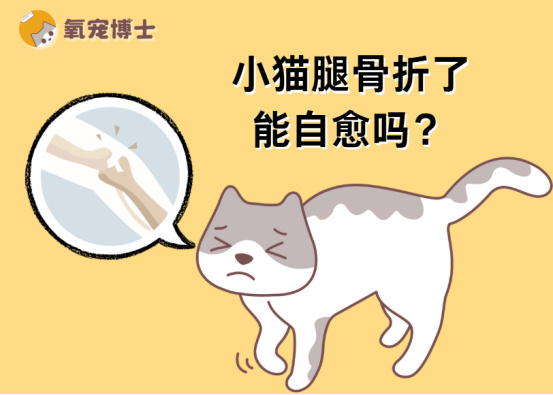 小猫腿骨折了能自愈吗？用数据和案例告诉你真相